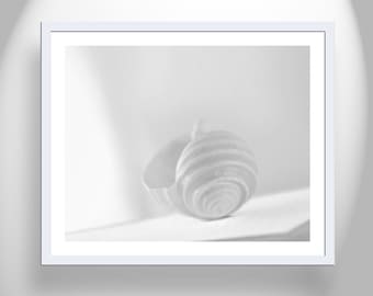 Seashell White on White Elegant Minimalist Art Print for Home