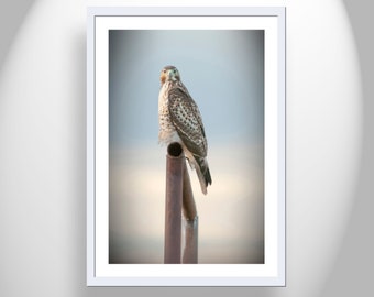Red Tail Hawk Art Photography Print as Minimalist Bird Decor for Home