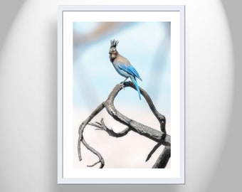 Stellar Jay Bird Photography Print in Minimalist Style as Bird Lover Gift