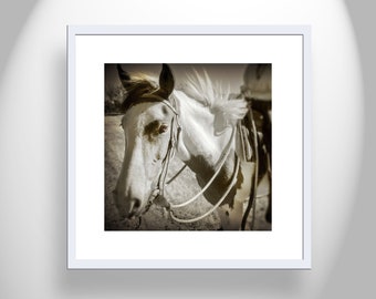 Fine Art Print with Spanish Barb Horse on Square Picture