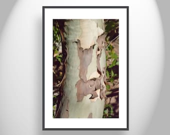 Nature Print for Home with Sycamore Tree Bark in Autumn