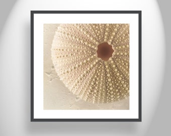 Minimalist Still Life Sea Urchin Seashell Art Print for Home or Bath