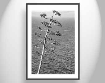 Black and White Big Sur Photography with Agave on California Coast