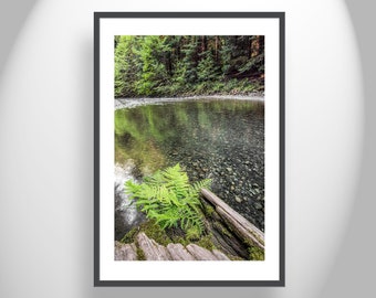 Nature Wall Print with Redwood Forest Creek and Fern as Art for Home or Office