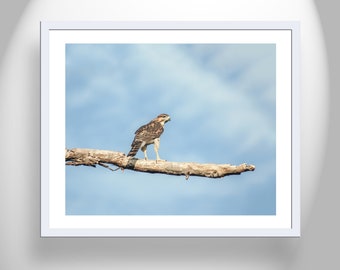 Hawk Photography Print as Minimalist Bird Art