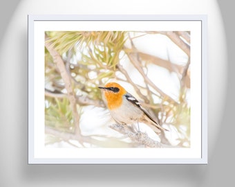 Bird Photography Bright Nature Wall Decor with Pretty Warbler Bird