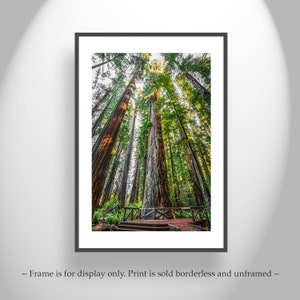 Stout Grove Jedediah Smith Redwoods Redwood Forest Print as Wall Decor for Home or Office