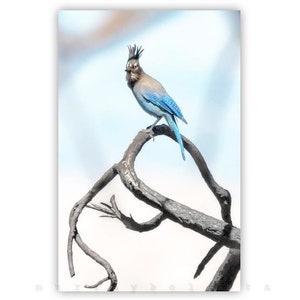 Stellar Jay Bird Photography Print in Minimalist Style | Bird Lover Gift