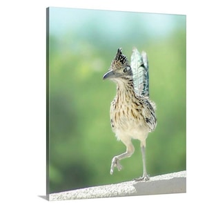 Roadrunner Bird Photo Art by Murray Bolesta