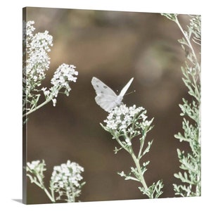 Könnte beinhalten: Ein weißer Schmetterling mit ausgebreiteten Flügeln, der auf einer Gruppe kleiner weißer Blüten mit grünen Stielen sitzt. Der Hintergrund ist unscharf und braun.