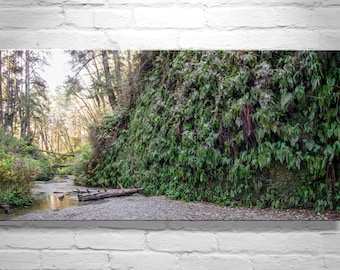 Fern Canyon Humboldt County California Prairie Creek Redwoods Photography Print