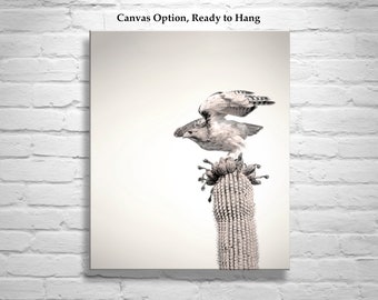 Desert Hawk Bird Photo Print as Wall Decor for Home