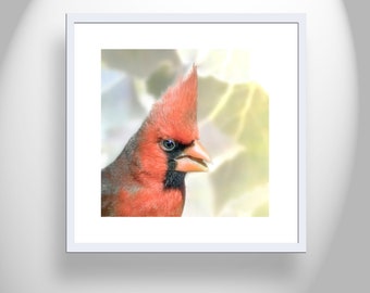 Rode Kardinaal Vogelfotografie op Vierkante Print als Helder Levendig Muurdecor met Lentenatuur