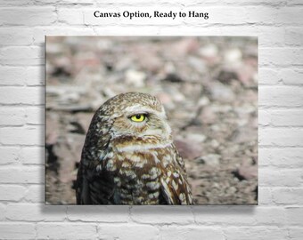 Bird Picture with Southwestern USA Desert Burrowing Owl