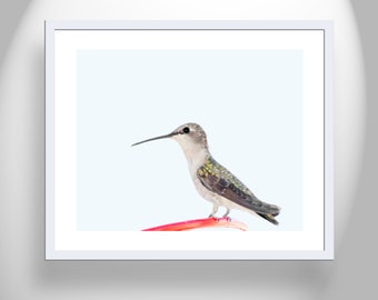 Hummingbird Art Print Bird Photography as Wall Decor Gift for Home or Office
