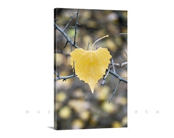 Wall Decor Art Print with Autumn Cottonwood Leaf Heart in Nature