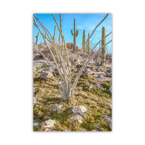 Desert Ocotillo and Saguaro Cactus Photography | Tucson Arizona Spring Landscape Art Print