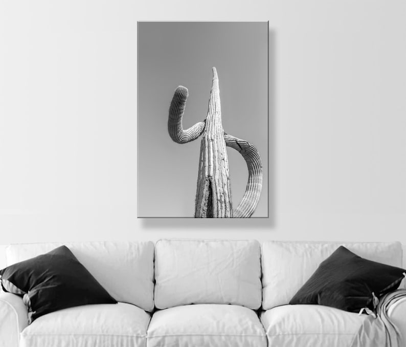 May include: Black and white photograph of a tall, slender cactus with a single arm reaching up and another arm curving back down. The cactus is against a plain, light gray background.