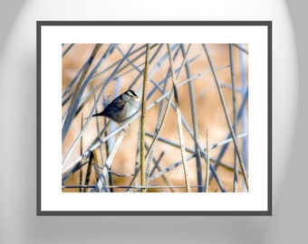 Sparrow Bird Fine Art Print by Murray Bolesta