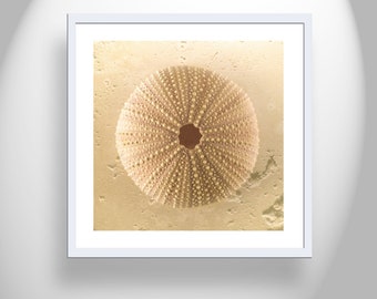 Sea Urchin Seashell Art Print by Murray Bolesta
