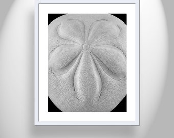 Sea Shell Picture in Black and White with Sea Biscuit as Bold Wall Art Print