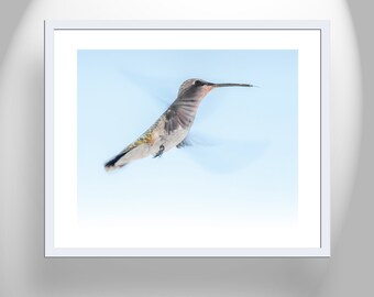 Hummingbird in Flight Artwork for Home