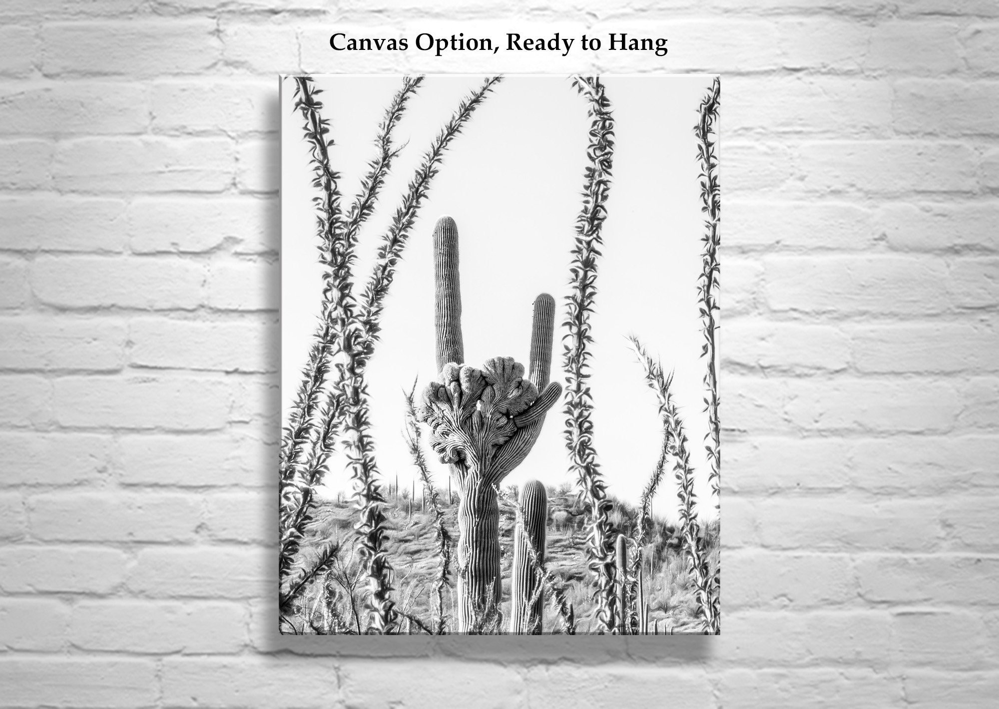 Ocotillo Cactus Drawing
