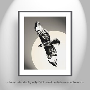 Wildlife Art Print with Hawk Bird in Flight by Murray Bolesta image 3