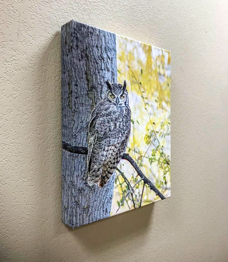 Owl Wall Art Photography with Great Horned Owl Bird in Autumn image 5