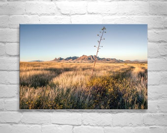 Fine Art Landscape Wall Decor with Southern Arizona Grasslands Prairie