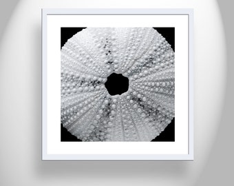 Black and White Seashell Photo Print with Sea Urchin