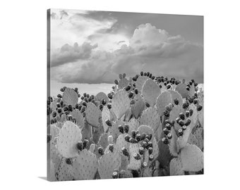 Arizona Prickly Pear Cactus Print: Black and White Desert Wall Art