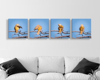 Colorful Bird Art Wall Art in Matched Set of 4 Square Prints