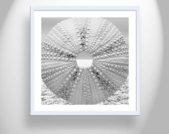 Sea Urchin Photo as Surreal Ocean Style Art Print in Black and White for Bath or Home