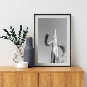 May include: Black and white photograph of a tall, slender cactus with a unique, curved shape. The cactus is the main focus of the image, set against a plain background.