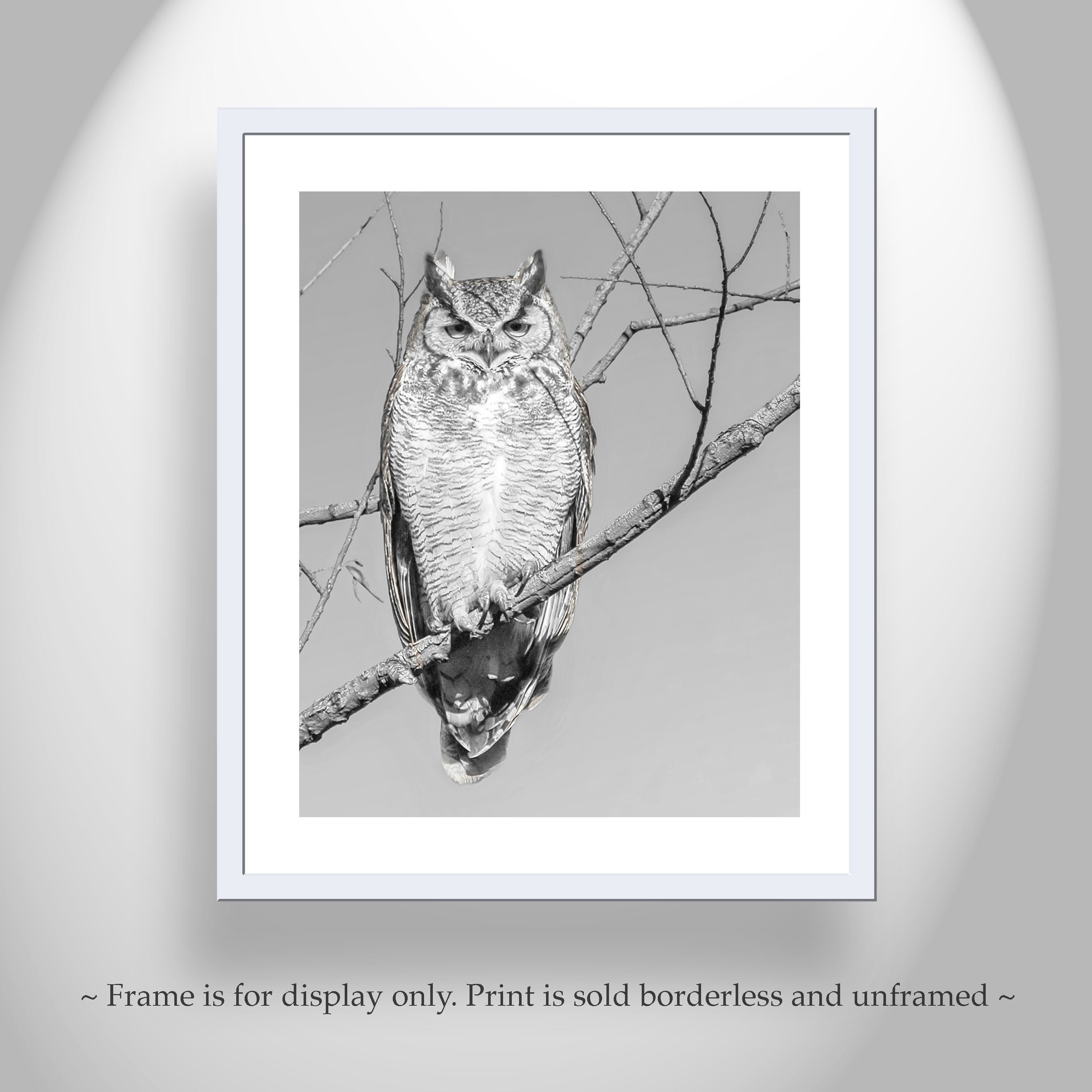 Great Horned Owl Photograph in Black and White by Murray Bolesta