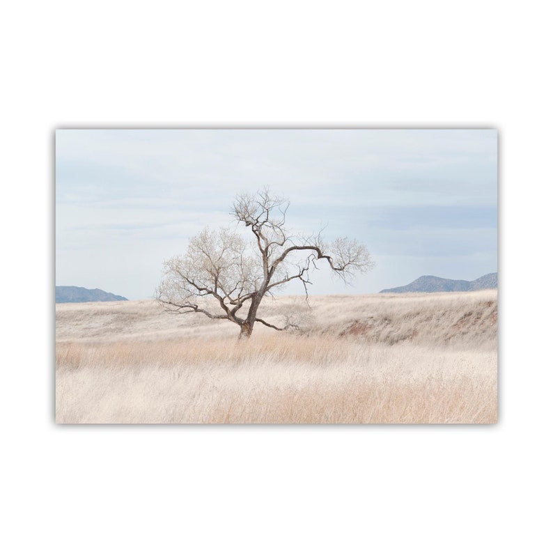 a lone tree in a field with mountains in the background