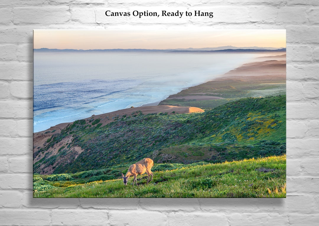 Point Reyes Art With Sunrise and Wild Deer Etsy