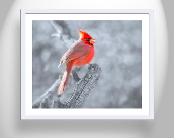 Red Cardinal Bird Photography in Winter by Murray Bolesta