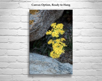 Fine Art Botanical Wall Decor with Arizona Desert Wildflowers by Murray Bolesta!