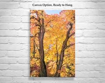 Fall Forest Nature Photography as Living Room Decor with Golden Autumn Leaves