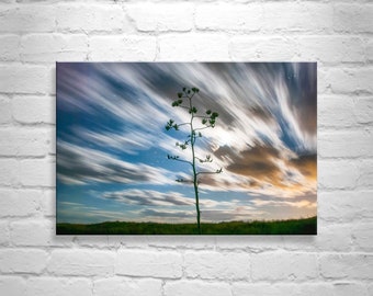 Desert Moon Night Photography with Arizona Agave Century Plant in Moonlight