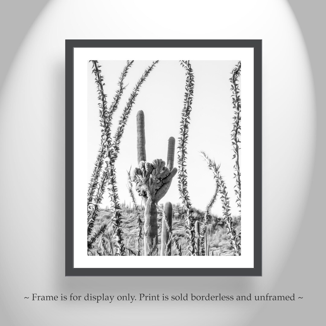 Buy Ocotillo and Cactus Art Print in Black and White Online in India - Etsy
