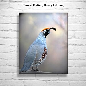 Quail Bird Art Nature Print by Murray Bolesta image 2