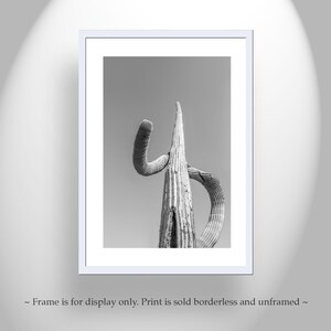 May include: Black and white photograph of a tall, slender cactus with a unique, curved shape. The cactus is the only subject in the image, and the background is a plain, light gray.