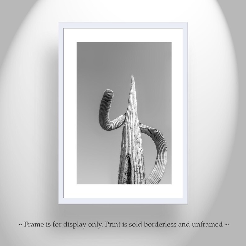 May include: Black and white photograph of a tall, slender cactus with a unique, curved shape. The cactus is the only subject in the image, and the background is a plain, light gray.
