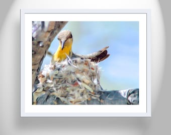 Nesting Bird Picture with Hummingbird in Tree