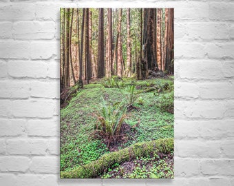 Redwood Forest Nature Photography with Forest Floor and Green Ferns as Restful Serene Art