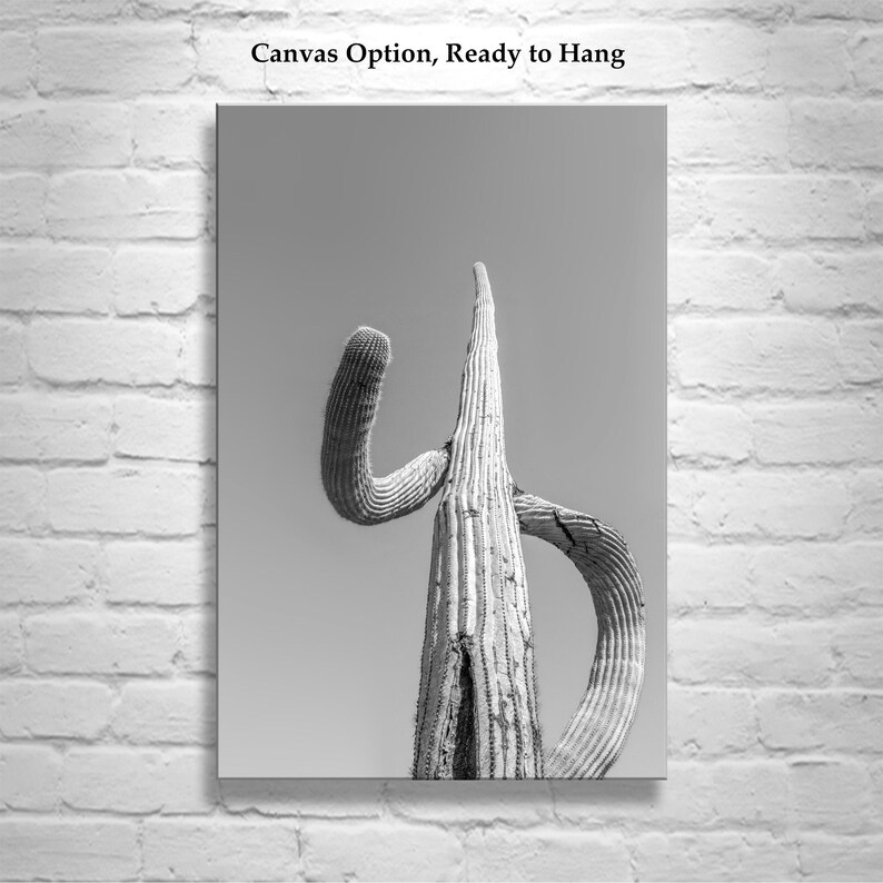 May include: Black and white photograph of a tall, slender cactus with a unique, curved shape. The cactus is against a plain, light gray background.