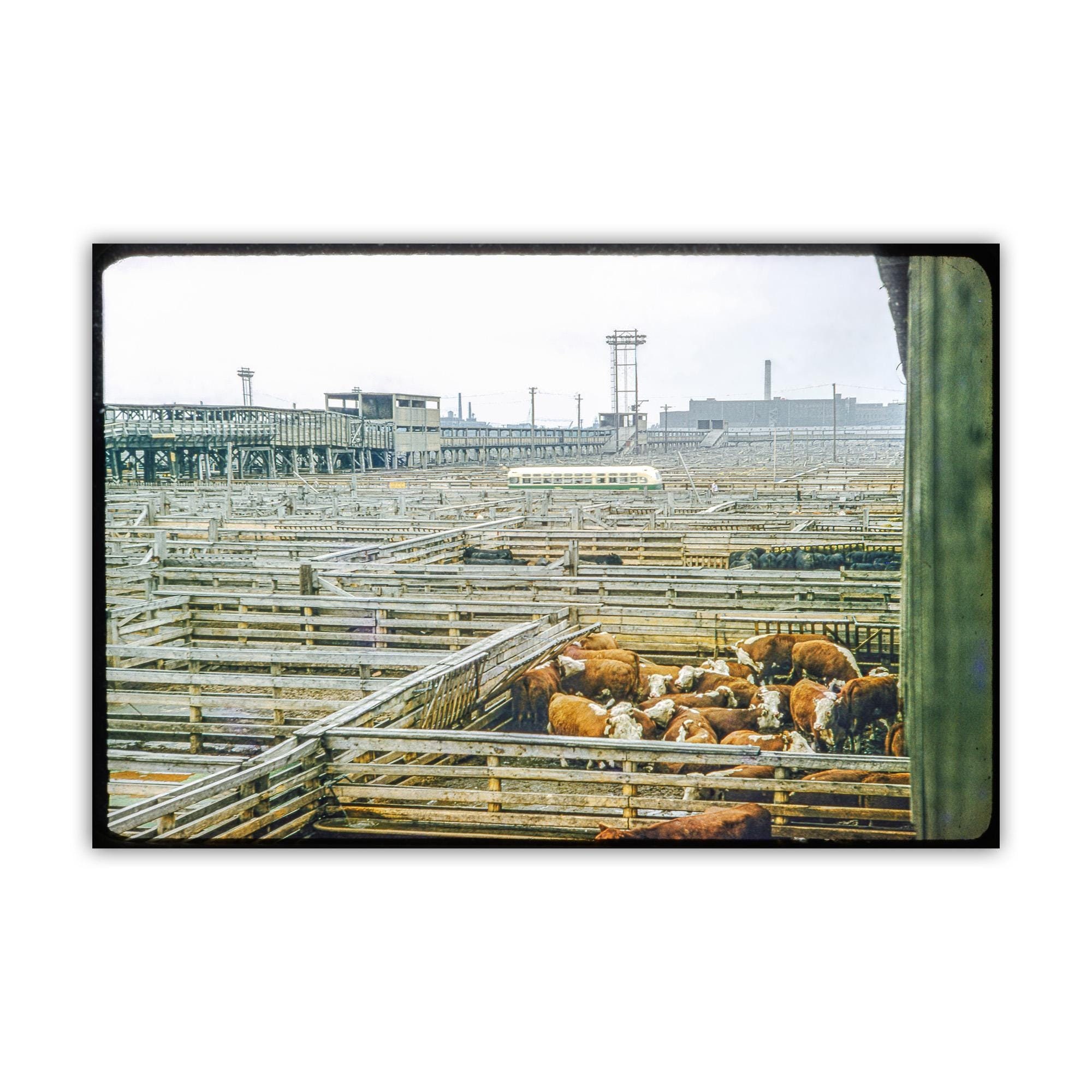 Chicago Illinois Union Stockyards Vintage Mid-Century Wall Art | Historic Chicago Art Print